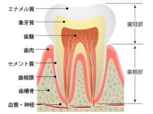 山口県柳井市の歯医者、いそべ歯科医院